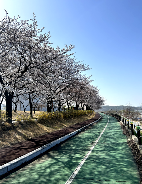 Cherry blossom lined bike path on 4 Rivers Bike Trail South Korea