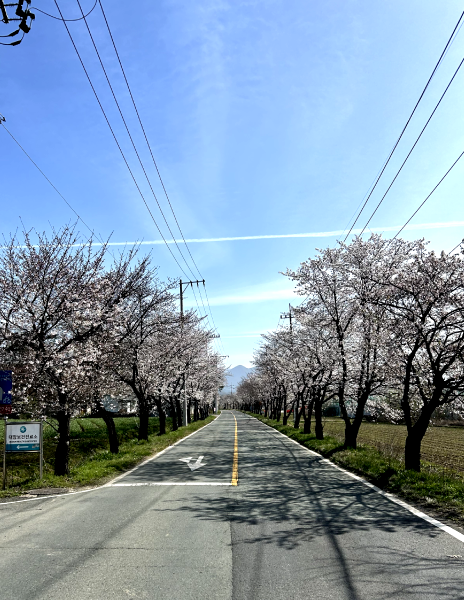 Cherry blossom lined road